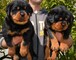 Cachorros de rottweiler