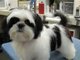 Cachorros de shih tzu