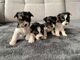 Cachorros de Yorkshire Terrier disponibles ahora - Foto 2