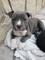 Cachorros Pit bull blue mach - Foto 1