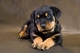 Cachorros rottweiler disponibles para