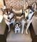 Charming Blue Eyes Siberian Huskies Puppies Ready whatsapp(+32 46 - Foto 1