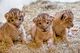Espectaculares bebés tigre - Foto 1