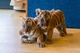 Excelente camada de bebés tigre - Foto 2