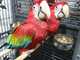 Guacamaya roja -Guacamayo verde Guacamayo -Catalina - Foto 1