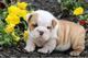 Hermosos cachorros de bulldog inglés