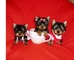 Hermosos Cachorros de Yorkshire Terrier - Foto 1