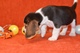Horros de Beagle, tu mejor amigoSom - Foto 1