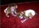 Mono tití y bebés mono mono capuchino disponibl
