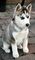 Ojos azules encantadores Siberian Huskies Puppies Ready whatsapp - Foto 1