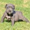 Pit Bull Blue //// - Foto 1