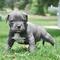 PITBULL BLUE. Cachorros esbeltos - Foto 1