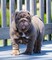 Quality Home Raised English Bulldog Welpen zur Adoption .whatsapp - Foto 1