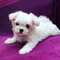 Regalo cachorro bichon maltese toy