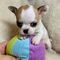 Regalo cachorro chihuahua toy - Foto 1
