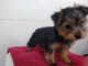 Regalo cachorro yorkshire terrier