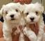 Regalo cachorros bichon maltes en adopcion