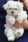 Regalo mini toy cachorros bichon maltes para su adopcion libre,