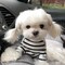 Yorkie Puppy a la venta .. whatsapp (+32 466 90 39 79) - Foto 1