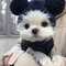 Yorkie Puppy for sale ..whatsapp(+32 466 90 39 79) - Foto 1