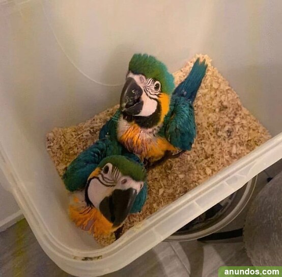 Gauacamayo Ararauna 10 Meses Bebe Belmonte De Miranda