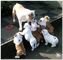Acquista cuccioli Bulldog inglese di qualità - Foto 1