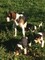 Beagle tricolores differents - Foto 1