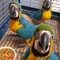 Bebé guacamayos pájaros para tu hogar - Foto 2