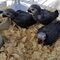 Bebés loros grises africanos para la venta a precios asequibles - Foto 1