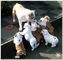 Buy Quality English Bulldog Puppies - Foto 1