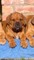 Cachorros boerboel en adopción - Foto 1