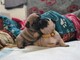 Cachorros carlino pug - Foto 1