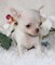 Cachorros Chihuahua en venta - Foto 1