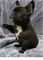 Cachorros de bulldog francés de comercio saludable regalo - Foto 1