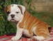 Cachorros de bulldog ingléso