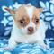 Cachorros de chihuahua gratis