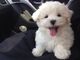 Cachorros de maltese gratis