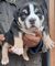 Cachorros de Pitbull Americano en adopcion libre - Foto 1