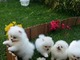 Cachorros pomerania