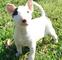 Calidad Bull Terrier en Stud - Foto 1