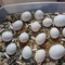 Compre huevos de loro fértiles y críe su loro - Foto 1