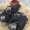 Congo African Gray Parrots - Foto 1