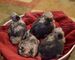 El loros grises africanos del cielo es una de las aves exóticas m - Foto 1