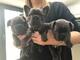 Encantadores cachorros de bulldog francés para adopción - Foto 3