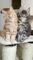 Gatitos vacunados de Maine Coon para regalo kjk - Foto 1
