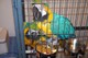 Guacamayo domesticado 7magnífico