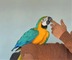 Guacamayo domesticado magnífico 67