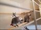 He6rmoso macho gris africano