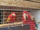 Hembra y guacamaya roja con jaula - Foto 1