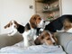 Hermosa camada de cachorros beagle